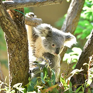 オーストラリア