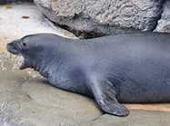 ワイキキ水族館