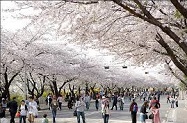 汝矣島 春の花祭り